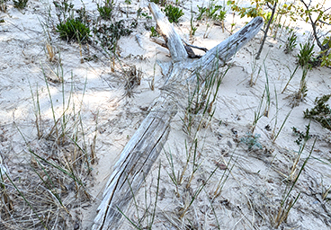 driftwood on the Lake Huron beach at Cedar Cliff Cottage