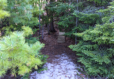 looking back at the woods from the edge of the Lake Huron beach at Cedar Cliff Cottage