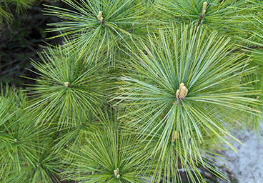 close up of pine tree growing at the edge of the beach at Cedar Cliff Cottage