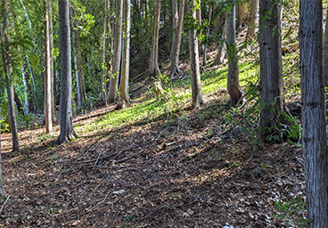 the wooded hillside as it descends toward the Lake Huron beach at Cedar Cliff Cottage