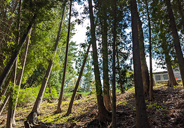 view of the wooded hillside looking back toward Cedar Cliff Cottage