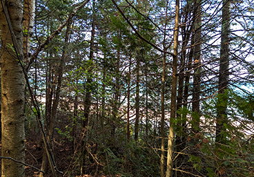 a view of Lake Huron through the trees at Cedar Cliff Cottage